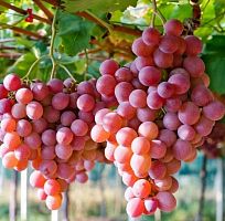 Виноград "Азалия", саженец 1 шт