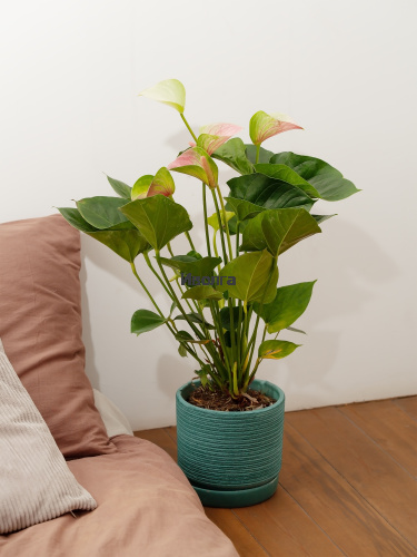 Антуриум Фэнтэзи Лав