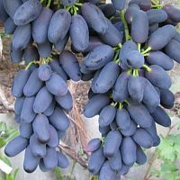 Виноград Академик Авидзба