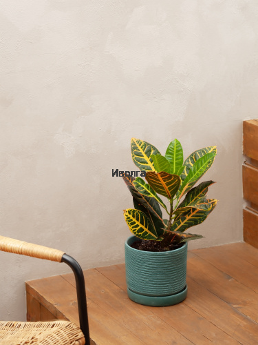 Кодиеум (Кротон) Петра высота 50см фото 3
