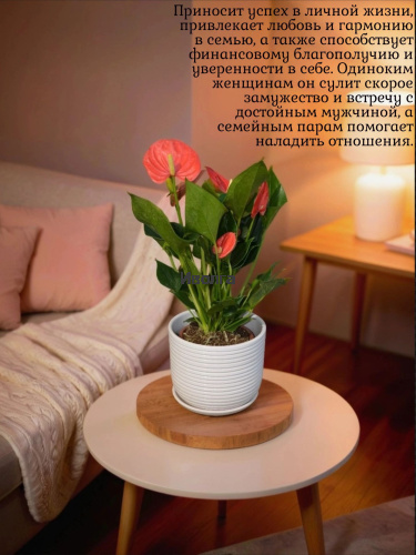 Антуриум Изи Оранж (Мужское счастье) фото 4 Антуриум Изи Оранж (Мужское счастье) фото 4